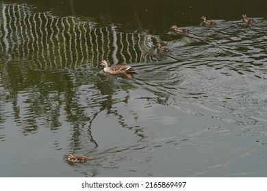 Baby Of Eastern Spot Billed Duck