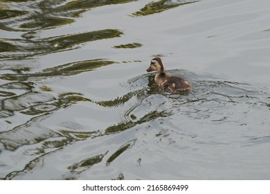 Baby Of Eastern Spot Billed Duck