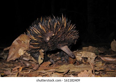 Baby Echidna In The Wild