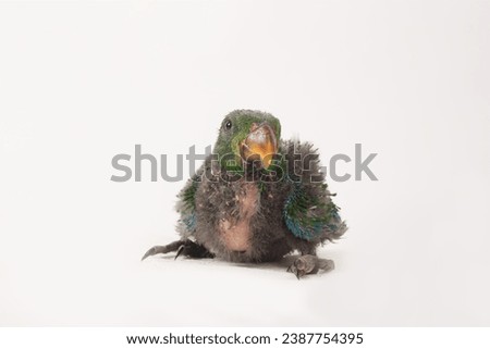 Baby eclectus parrots on white background