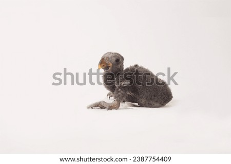 Baby eclectus parrots on white background