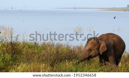 Similar – Image, Stock Photo be small Baby elefant