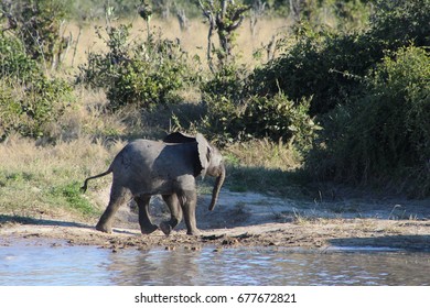 7,457 Baby elephants drinking Images, Stock Photos & Vectors | Shutterstock