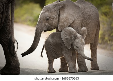 Baby Elephant With Attitude In Addo Elephant Park, South Africa