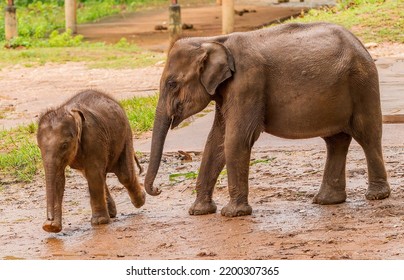 Baby Elephant Being Followed By A Slightly Older One.