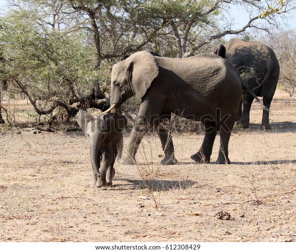 baby elephant charging\
the safari car