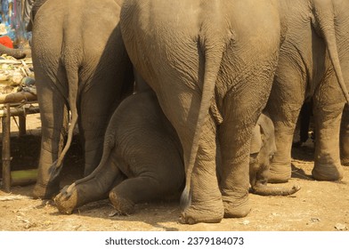 A baby elephant crawling under an elephant's belly stands eating a fruit buffet on Thai Elephant Day at Ban Puter, a Karen village in Mae Sot district, Tak Province, Thailand.