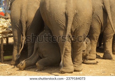 A baby elephant crawling under an elephant's belly stands eating a fruit buffet on Thai Elephant Day at Ban Puter, a Karen village in Mae Sot district, Tak Province, Thailand.