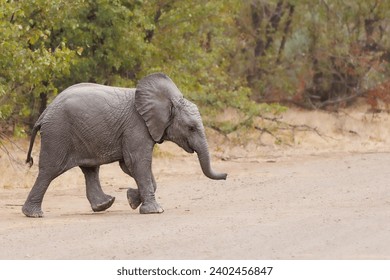 A baby elephant crossing a dirt road