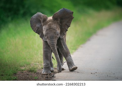 A baby elephant dancing at the side of the tar road in Kruger National Park.