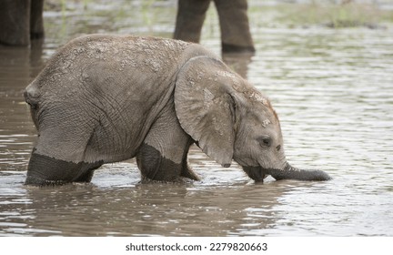 Baby Elephant drinking water - Botswana - Powered by Shutterstock