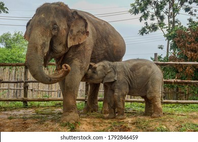 Baby Elephant Drinking Mothers Milk Images Stock Photos Vectors Shutterstock