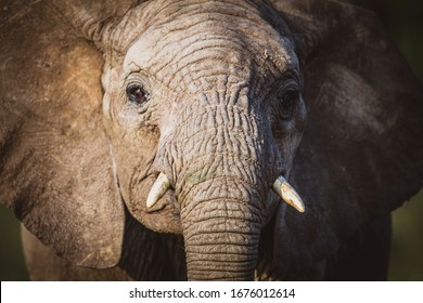 Baby Elephant Face With Trunk In Ol Jogi In Kenya