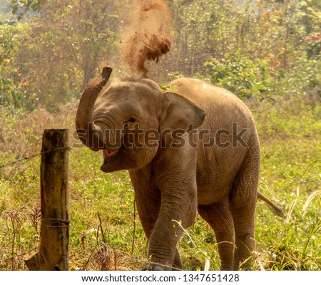 Baby Elephant flinging dirt in the air in Thailand