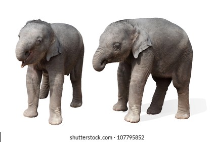 baby elephant, isolated