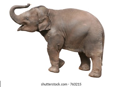 A Baby Elephant, Isolated With Clipping Path.