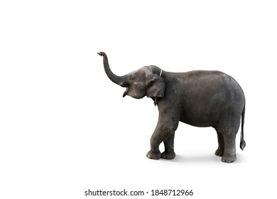 Baby Elephant Isolated On White Background With Clipping Path