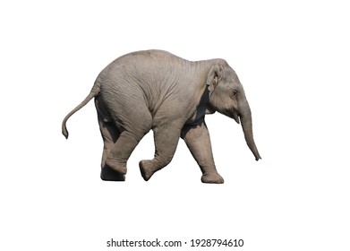 Baby elephant isolated on white background