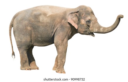 Baby Elephant Isolated On White