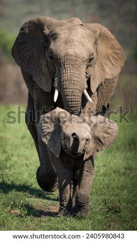 A Baby Elephant Leads The Way 