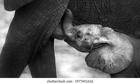 Baby Elephant And Mother, South Africa