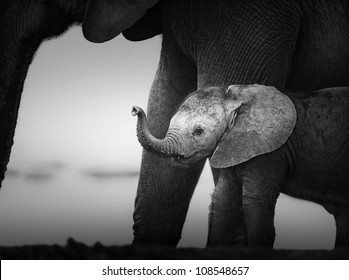 Baby Elephant next to Cow (Artistic processing) Addo National Park
