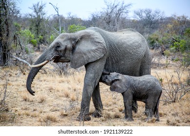 531 Nursing elephant Images, Stock Photos & Vectors | Shutterstock