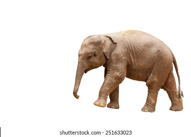 Baby Elephant On White Background