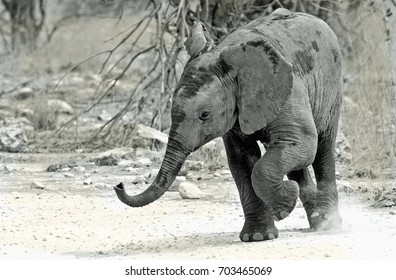 Baby Elephant with one leg lifted and trunk in the air - Hwange National Park, Zimbabwe.  Visible motion blur is detected in from leg - Powered by Shutterstock