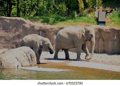 Baby Elephant. Oregon Zoo