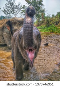 Baby Elephant Playing In The River With Family At Elephant Jungle Sanctuary Chiang Mai, Thailand 