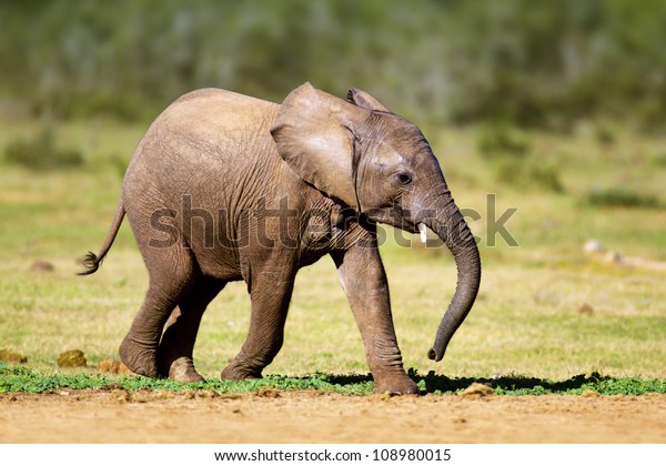 Baby Elephant Running Addo National Park Stock Photo 108980015 ...