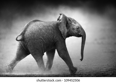 Baby Elephant running in dust (Artistic processing) Etosha National Park