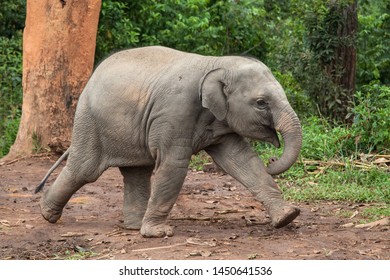 Baby Elephant Running At Karen Elephant Reserve, Mae Wang, Chiang Mai, Thailand.