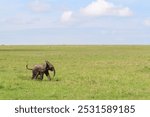 Baby elephant running on the savanna