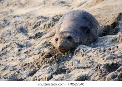 Baby Elephant Seal, In Año Nuevo State Park