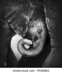 Baby elephant seeking comfort against mother's leg - Etosha National Park