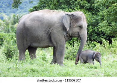 Baby Elephant Side By Side With Its Mother