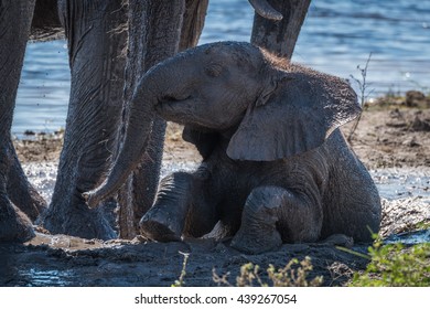 Baby Elephant Sitting In Mud Beside Water