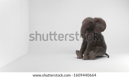 baby elephant sitting in white room