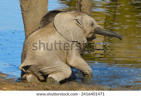 Baby Elephant splish splashing at the waterhole