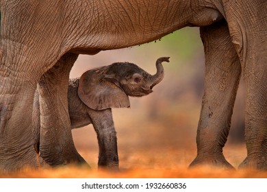 Baby elephant sucking mother milk.  Small pup with old elephant, care. Nature behaviour wildlife detail. Cub at Mana Pools NP, Zimbabwe in Africa. Animal behaviour.