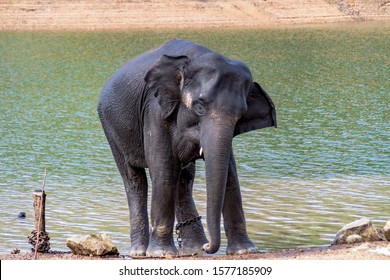 Baby Elephant Tied By Steel Chain Stock Photo 1577185909 | Shutterstock