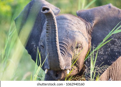 Baby Elephant Trunk Up