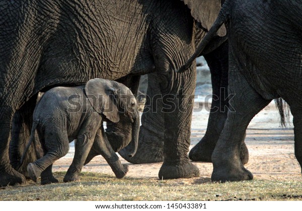 Baby elephant\
walking amongst elephant\
legs