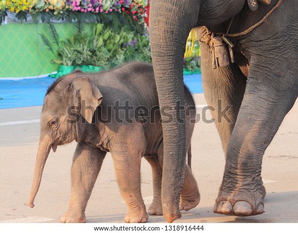 Baby Elephant Walking Mother Elephant During Stock Photo Edit Now