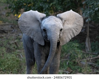 Baby elephant watching on safari - Powered by Shutterstock