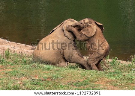 baby elephant whispering a secret in ear to another baby elephant being really funny and a funny  animal scene