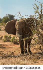 Baby Elephant Young Elephant With Mom Hiding And Playing 