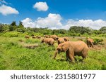 Baby elephants in the elephant orphange of Nairobi National Park, Kenya.